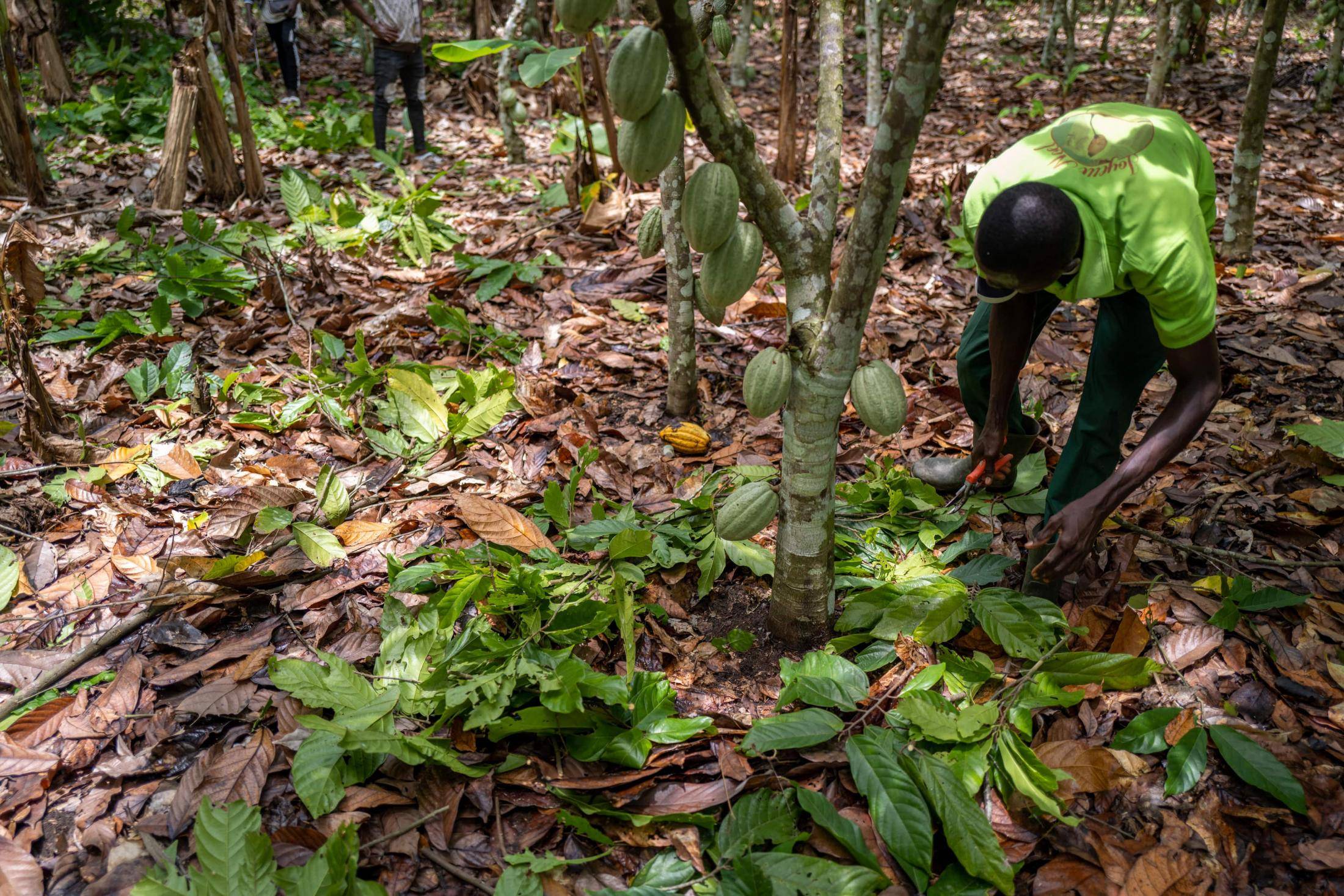 Barry Callebaut Releases Report Summarizing The Key Findings Of Cocoa ...